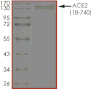 Product Element Image
